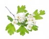 Głóg 2.5 kg - EQUIHERBS 